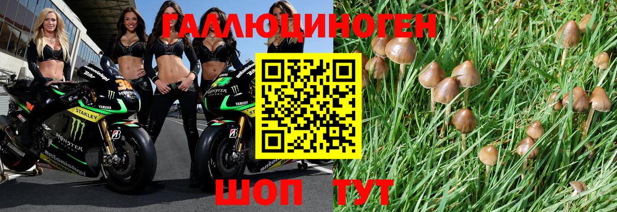 закладки  Бор  Псилоцибиновые грибы прущие грибы 